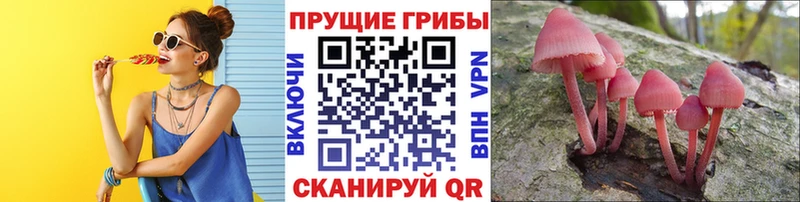 дарнет шоп  Туапсе  Галлюциногенные грибы Psilocybe 